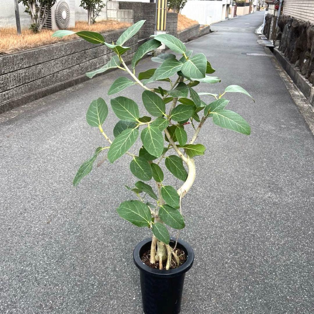 美品★ 根上り★ 曲がり★ フィカス　ベンガレンシス 高さ1メートルくらい
