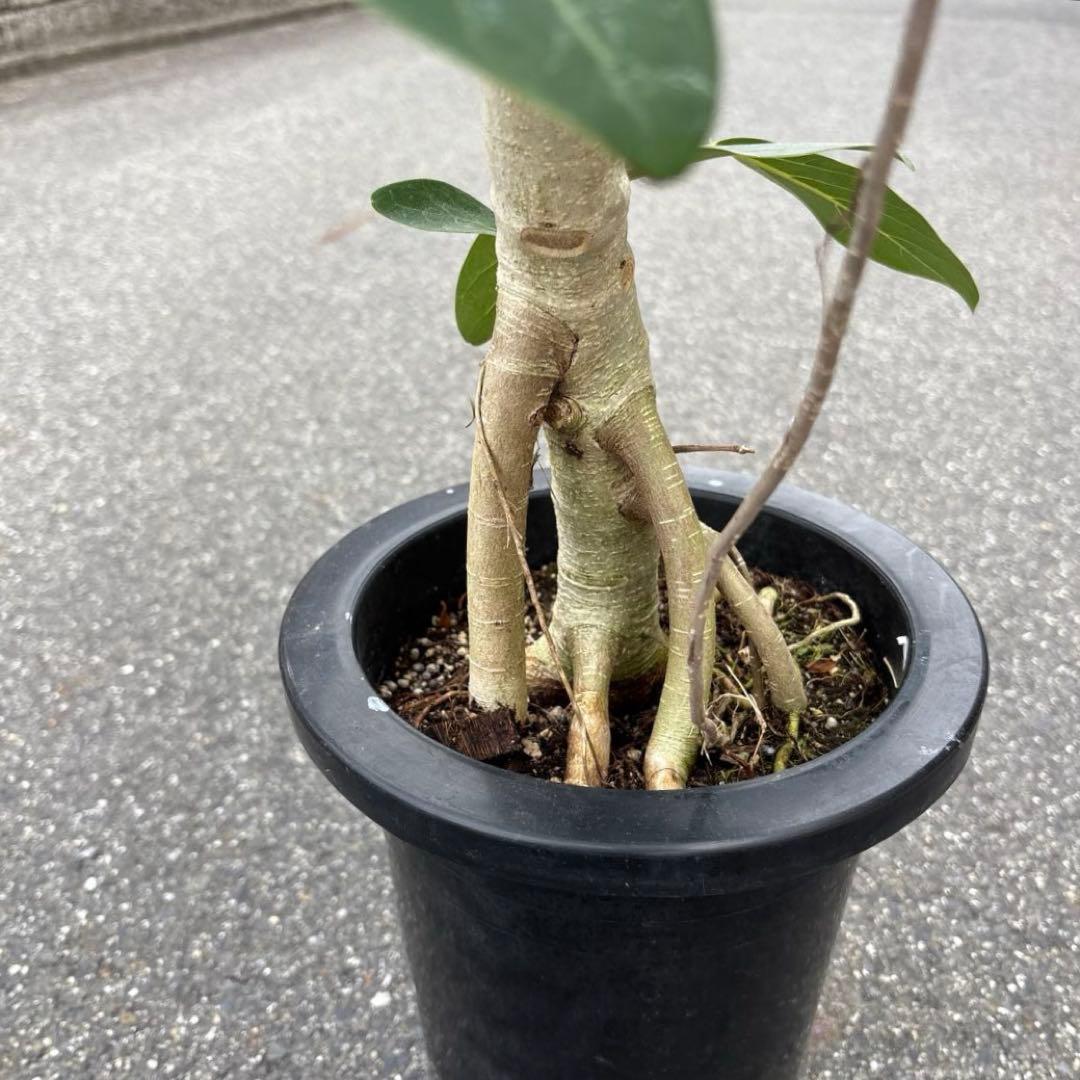 美品★ 根上り★ 曲がり★ フィカス　ベンガレンシス 高さ1メートルくらい