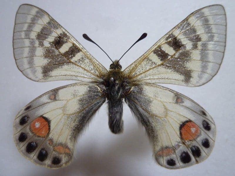 【外国産蝶標本】チャールトンウスバ♂/パキスタン産/64mm