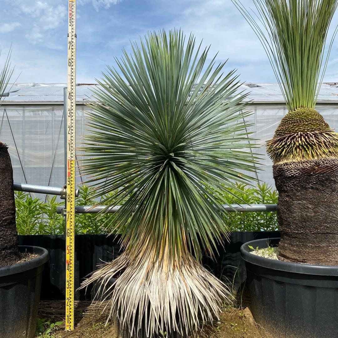 ユッカ　ロストラータ(引き取り限定)