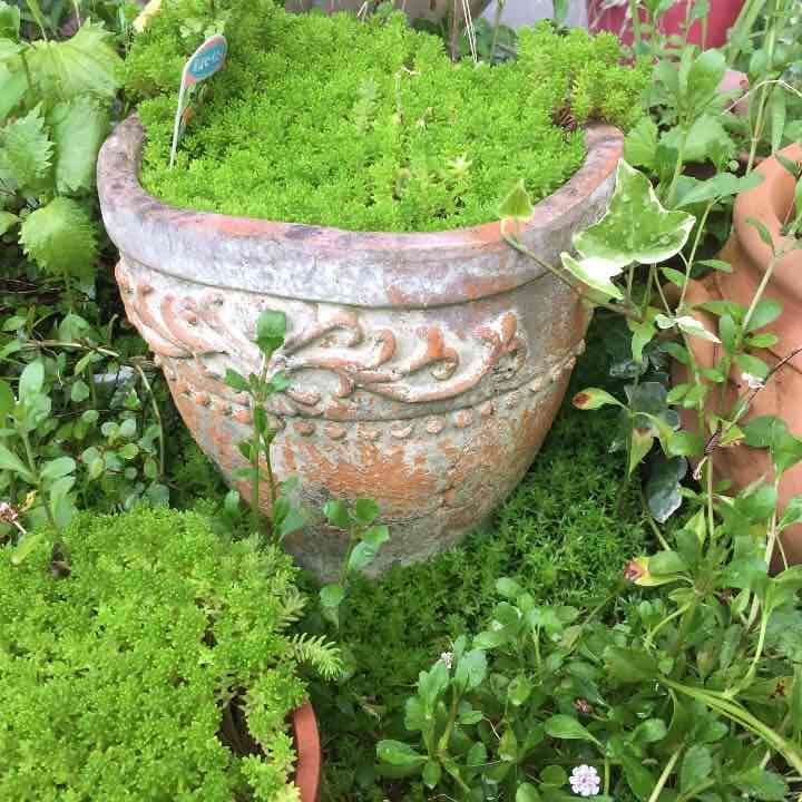 育てやすいセダム☆