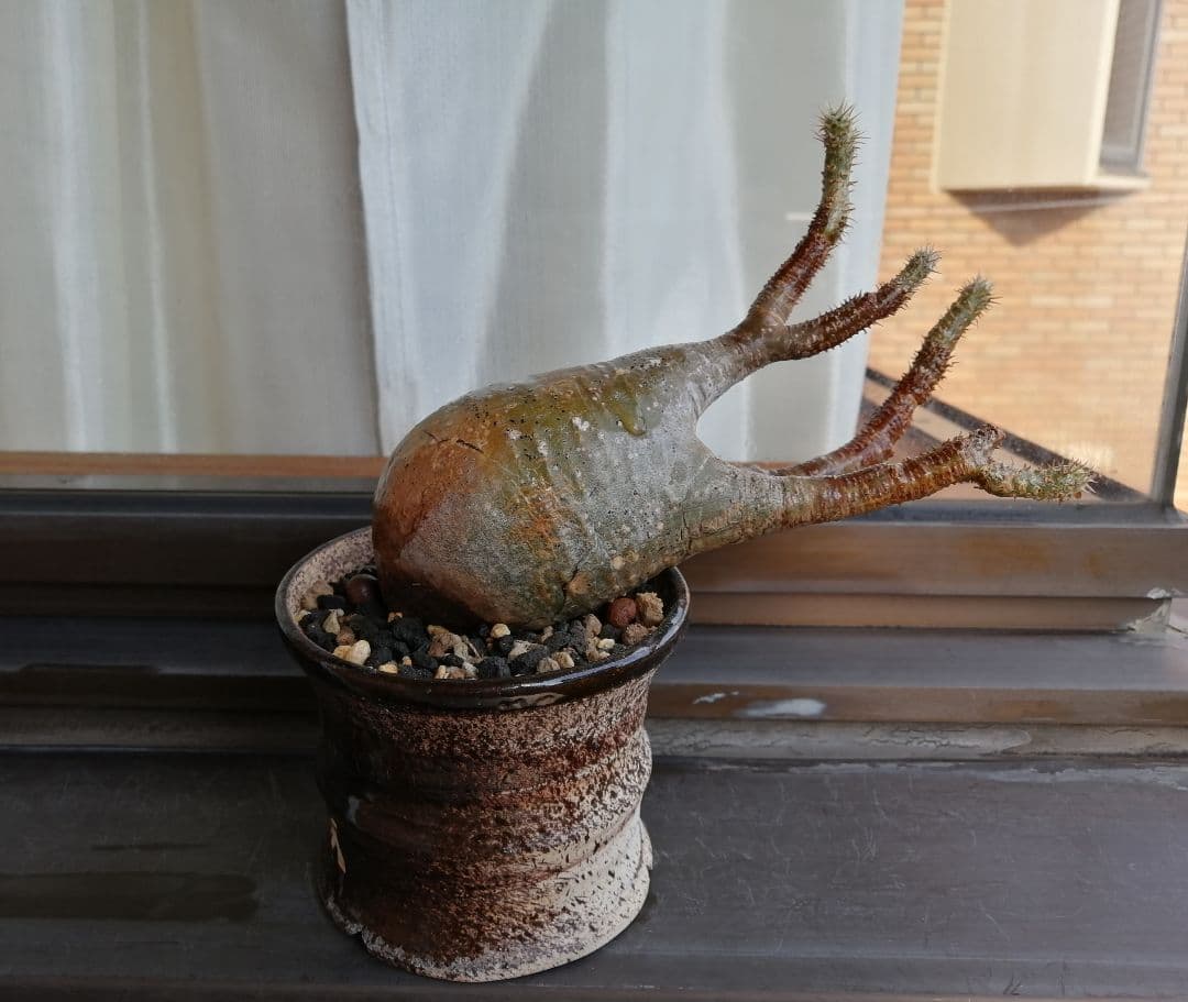 グラキリス現地球 ✮週末セール 2500円引き