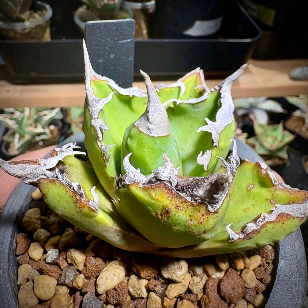 アガベ オアハカオテロイ　現地株