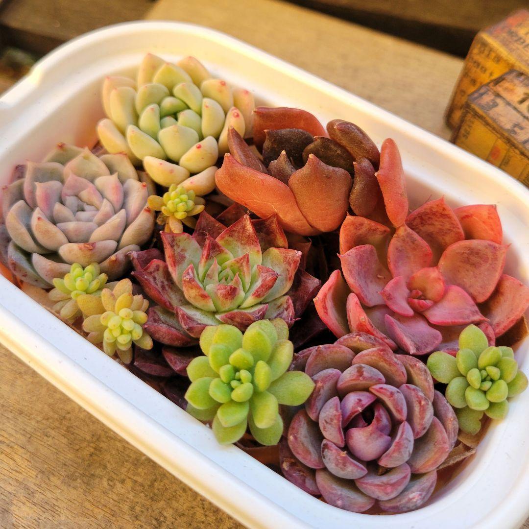 ＊今なら花団錦付き＊多肉植物　ミルクティー、マティバ、炎の花、…　◇カット苗◇