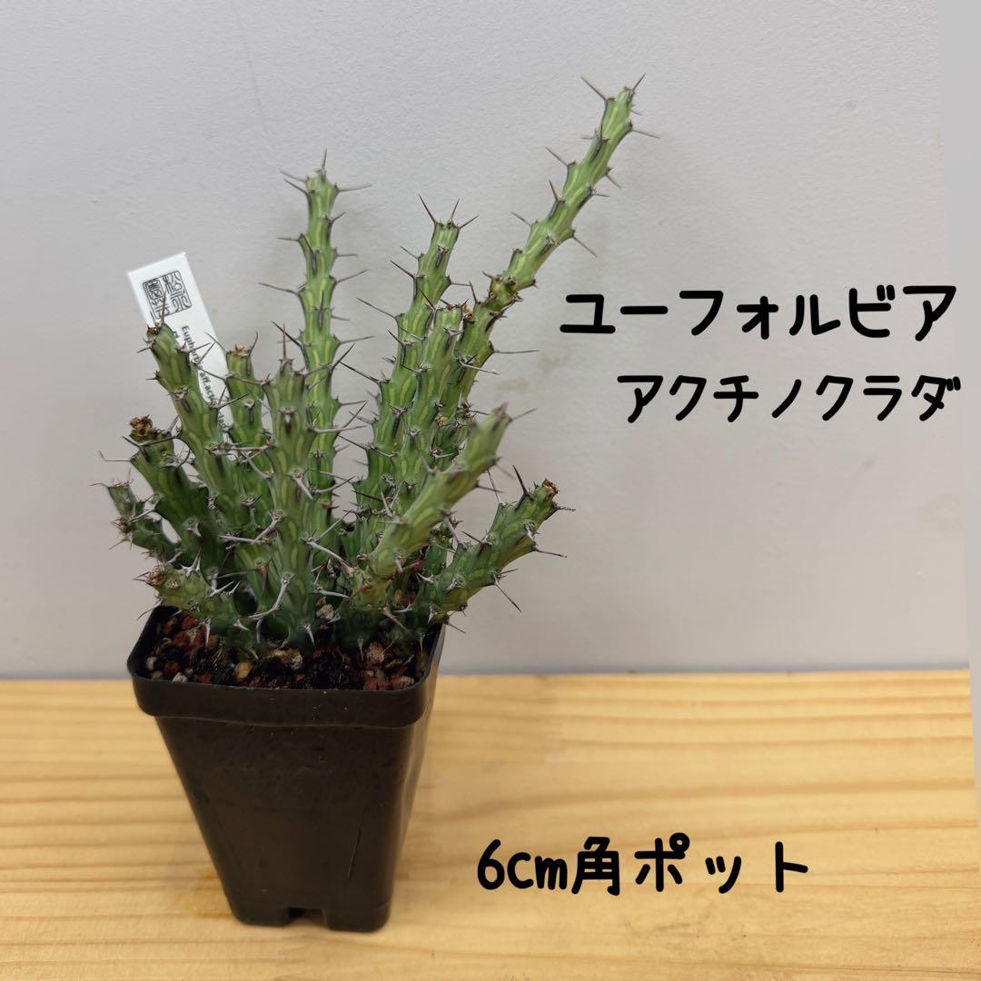 ユーフォルビア　アクチノクラダ　希少