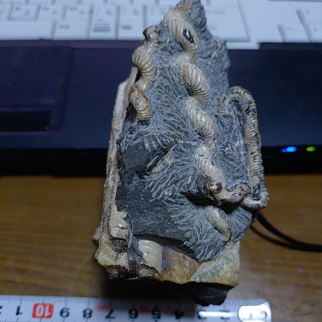 北海道アンモナイト 異常巻きハイファントセラス、ポリプチコセラス