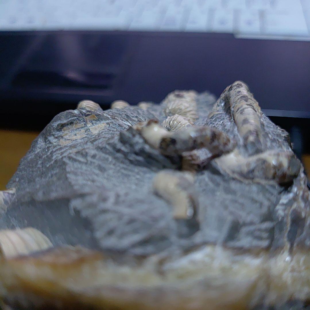 北海道アンモナイト 異常巻きハイファントセラス、ポリプチコセラス