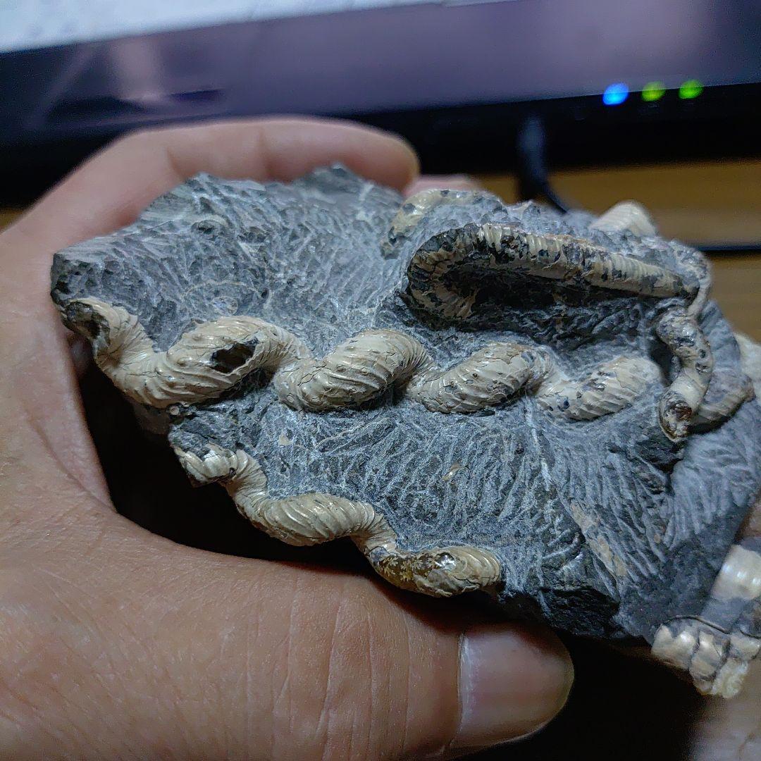 北海道アンモナイト 異常巻きハイファントセラス、ポリプチコセラス