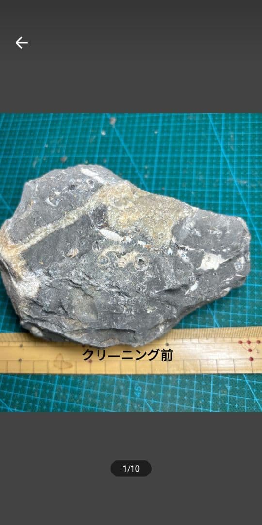 北海道アンモナイト 異常巻きハイファントセラス、ポリプチコセラス