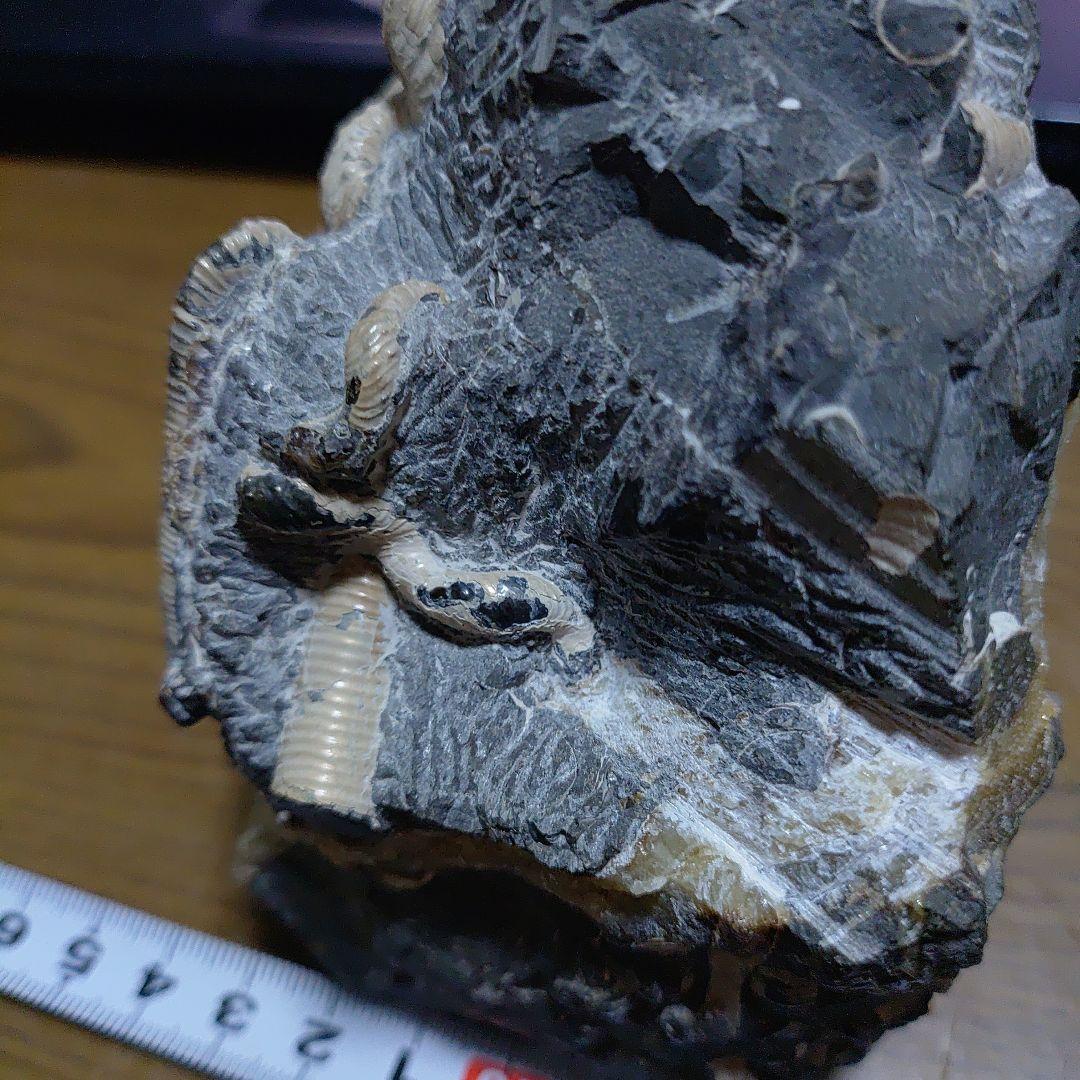 北海道アンモナイト 異常巻きハイファントセラス、ポリプチコセラス