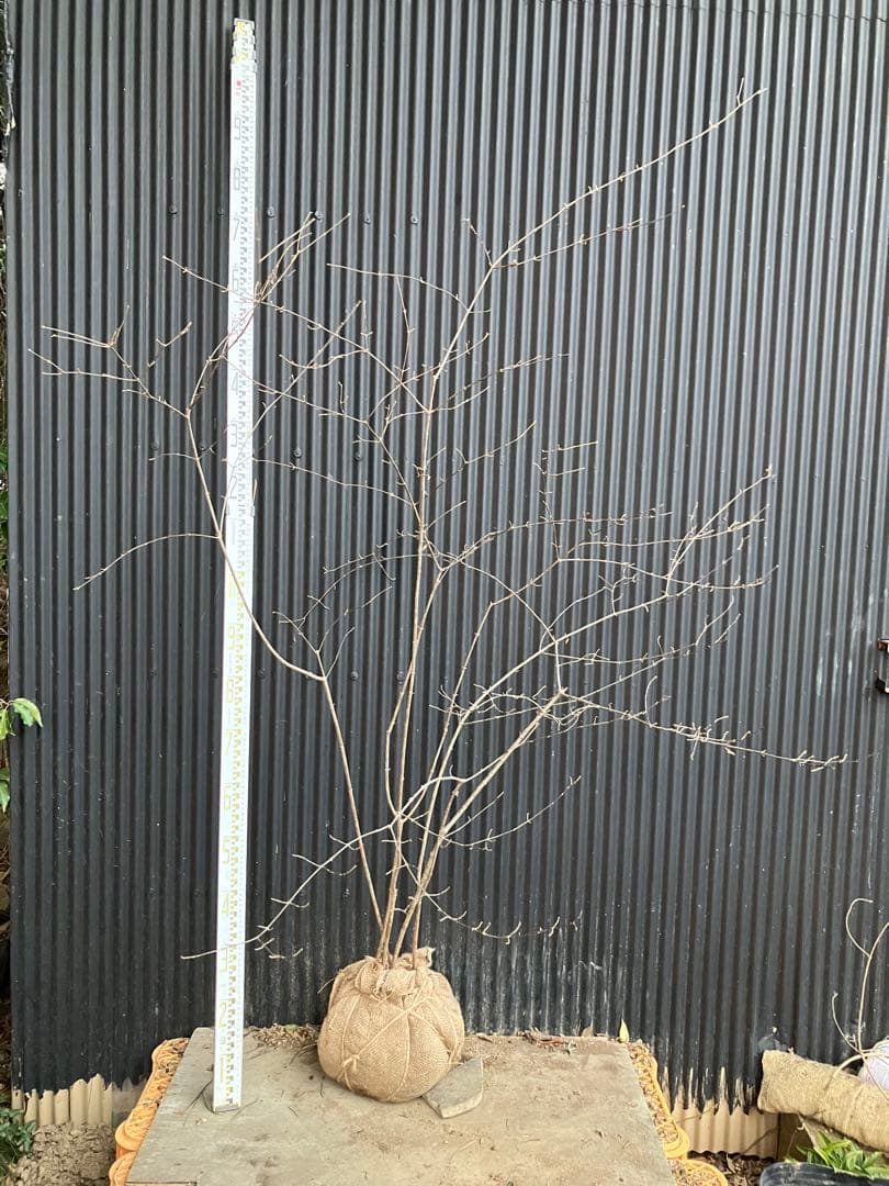 山採り　コバノガマズミ