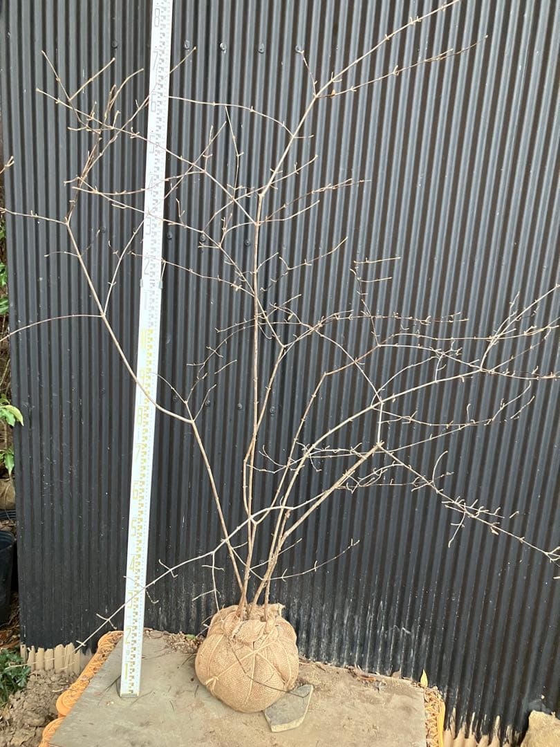 山採り　コバノガマズミ