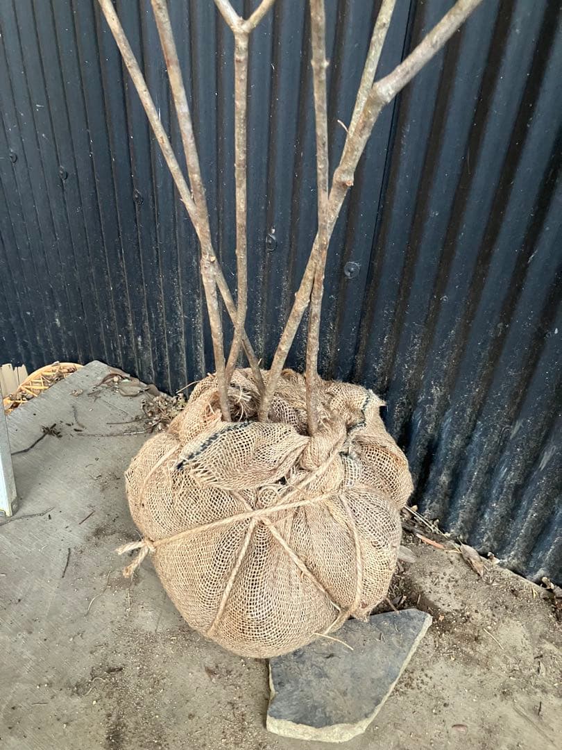 山採り　コバノガマズミ