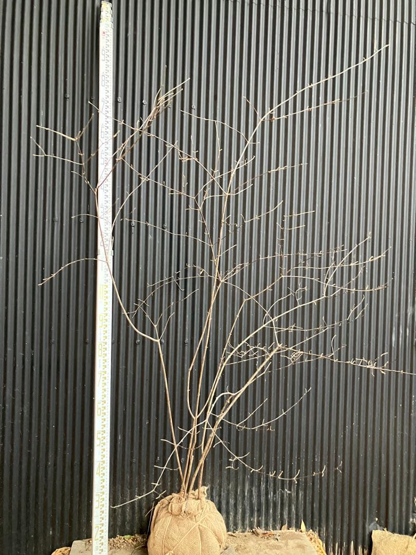 山採り　コバノガマズミ