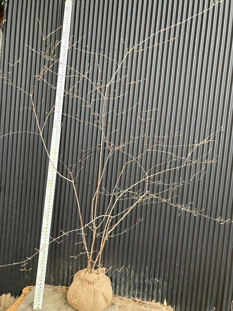 山採り　コバノガマズミ