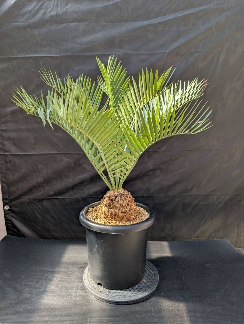 ハヤ特大株 エンセファラルトス プリンセプス １５センチ株 超丸々