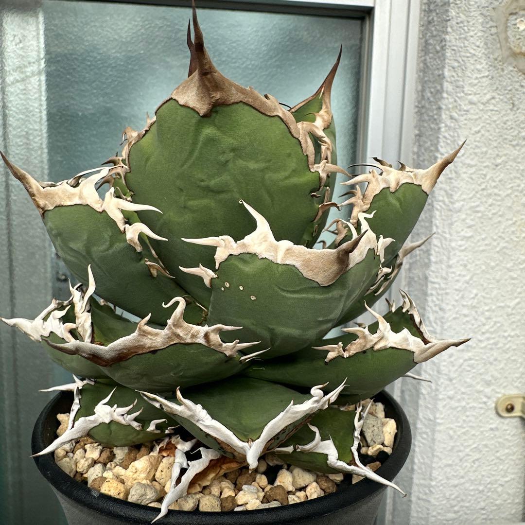 アガベ　チタノタ　チヂレ　雷雪親株