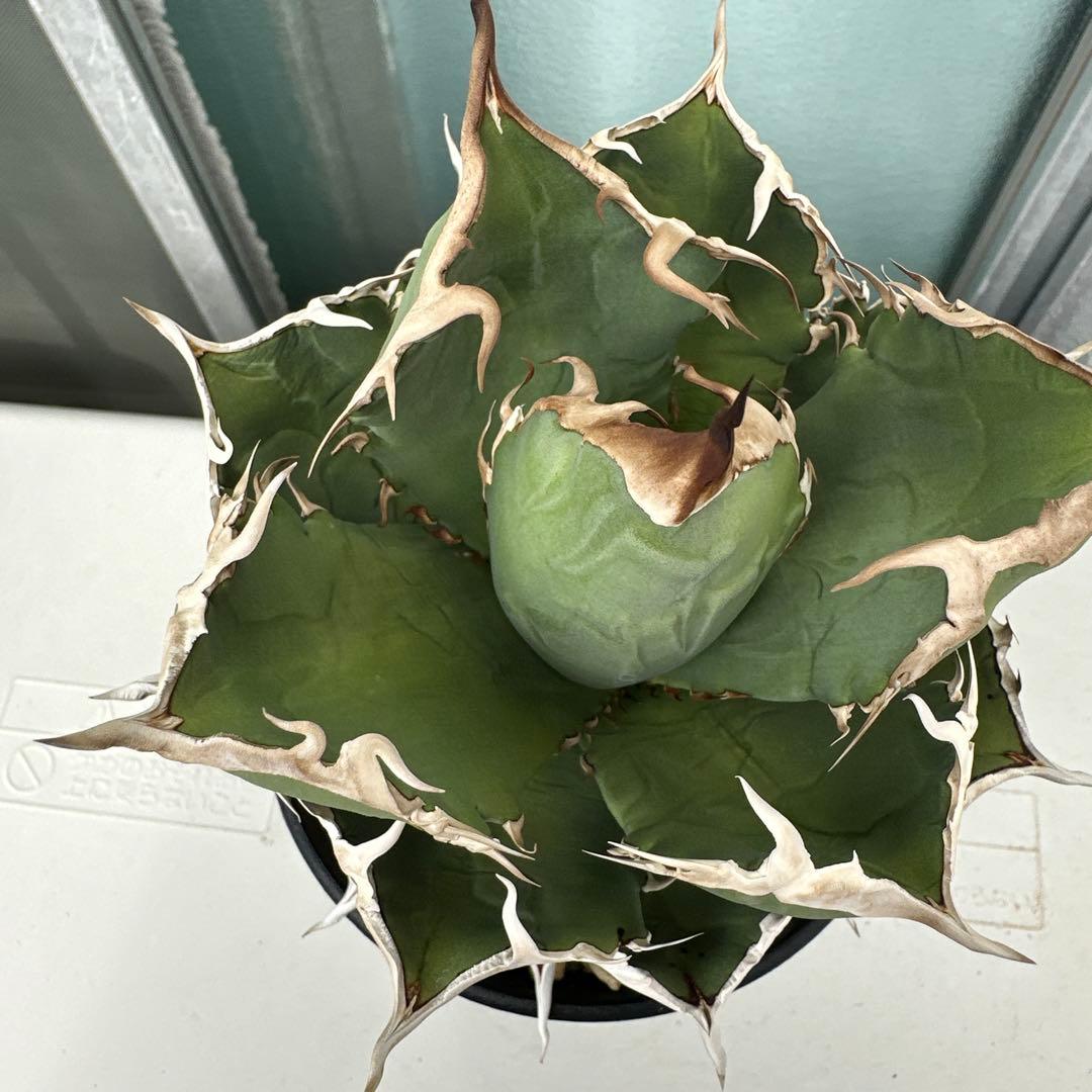 アガベ　チタノタ　チヂレ　雷雪親株