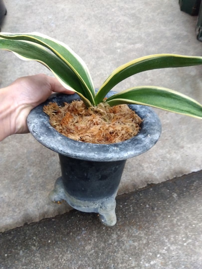 万年青　おもと　大勲　黄覆輪斑　6号陶器鉢つき　大鉢❗　⑨