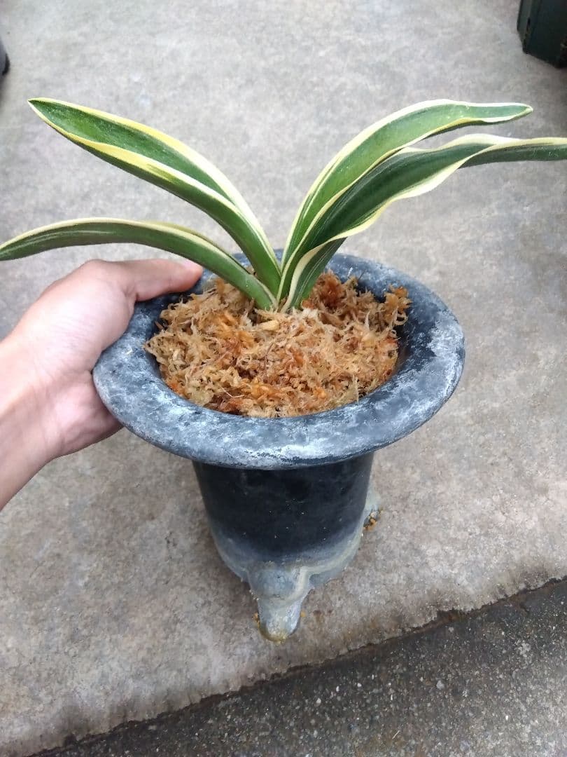 万年青　おもと　大勲　黄覆輪斑　6号陶器鉢つき　大鉢❗　⑨