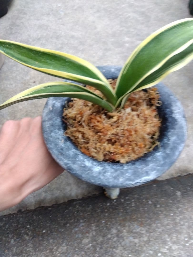 万年青　おもと　大勲　黄覆輪斑　6号陶器鉢つき　大鉢❗　⑨