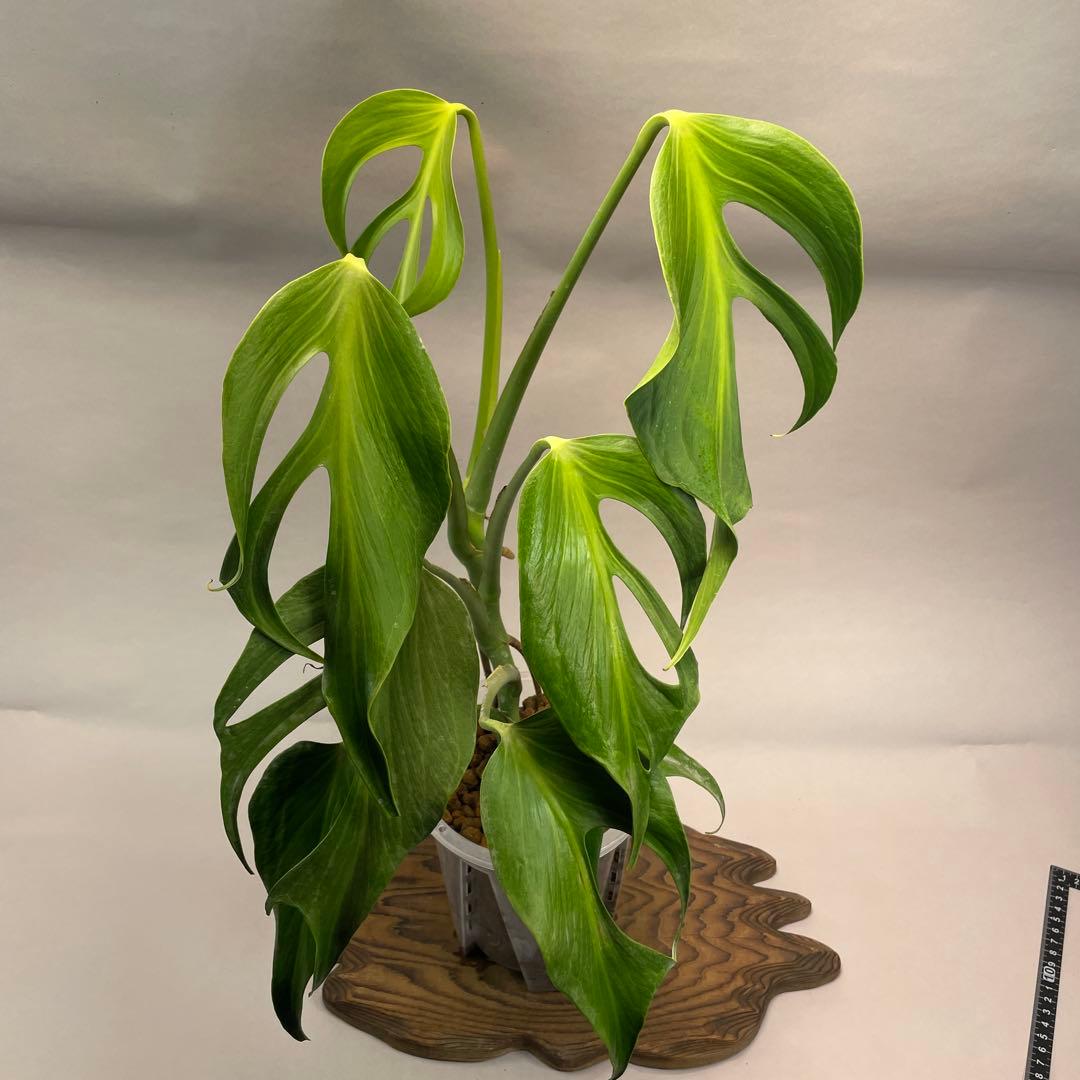 ア*)様 モンステラ バールマルクスフレーム　L008