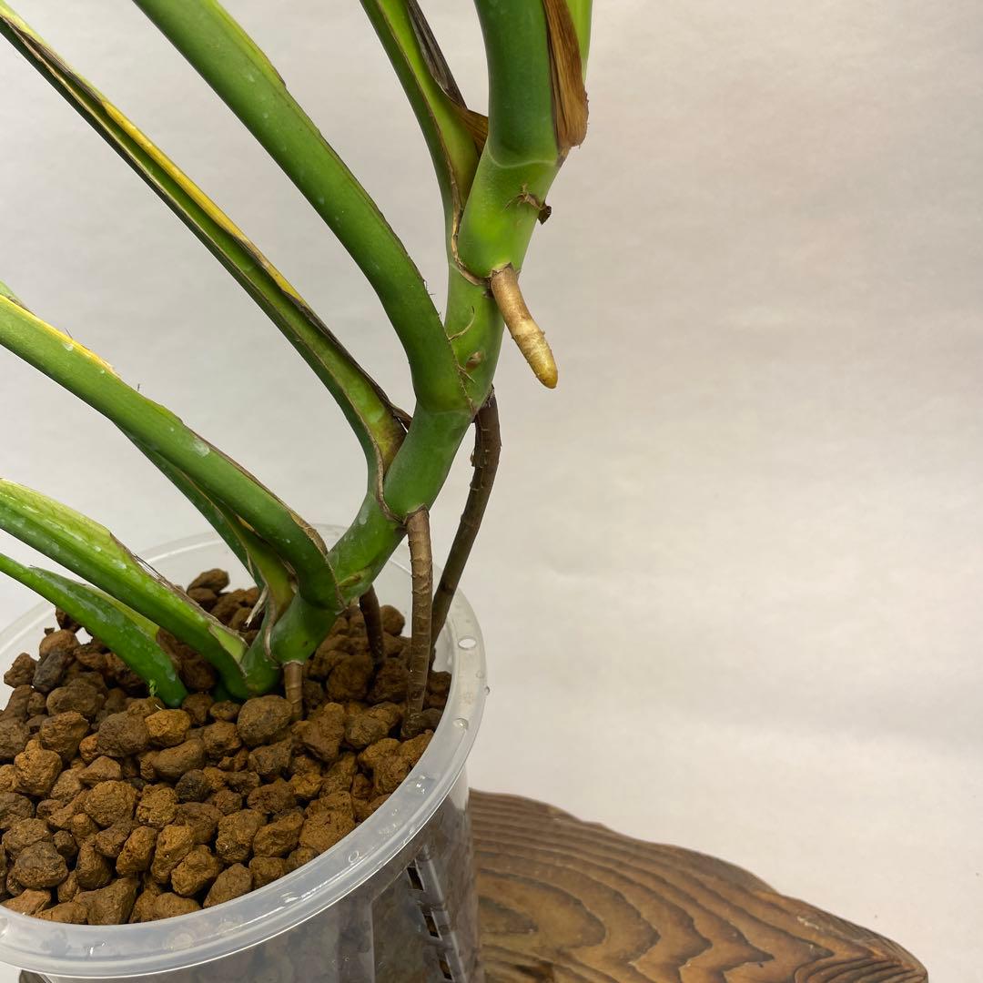 ア*)様 モンステラ バールマルクスフレーム　L008