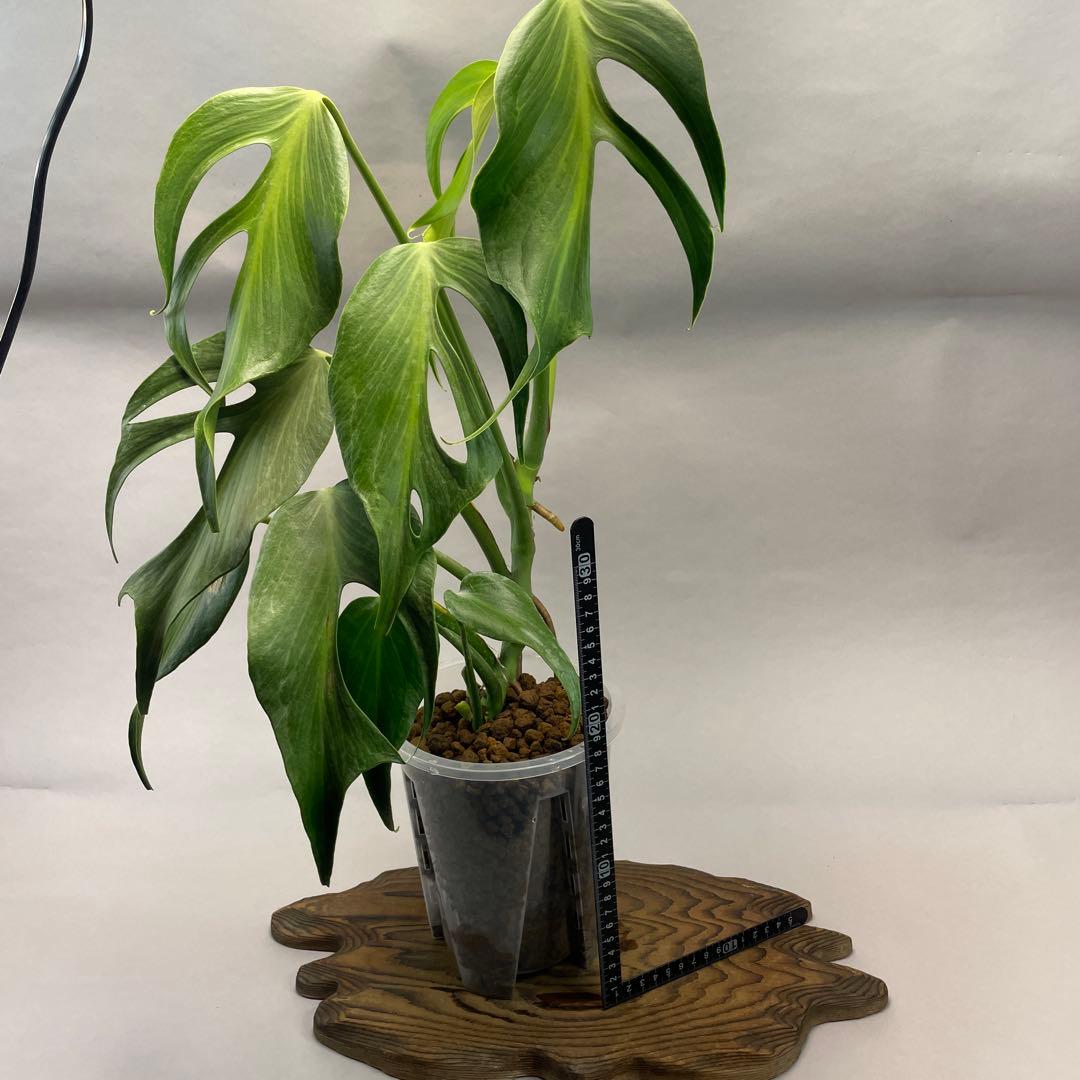 ア*)様 モンステラ バールマルクスフレーム　L008