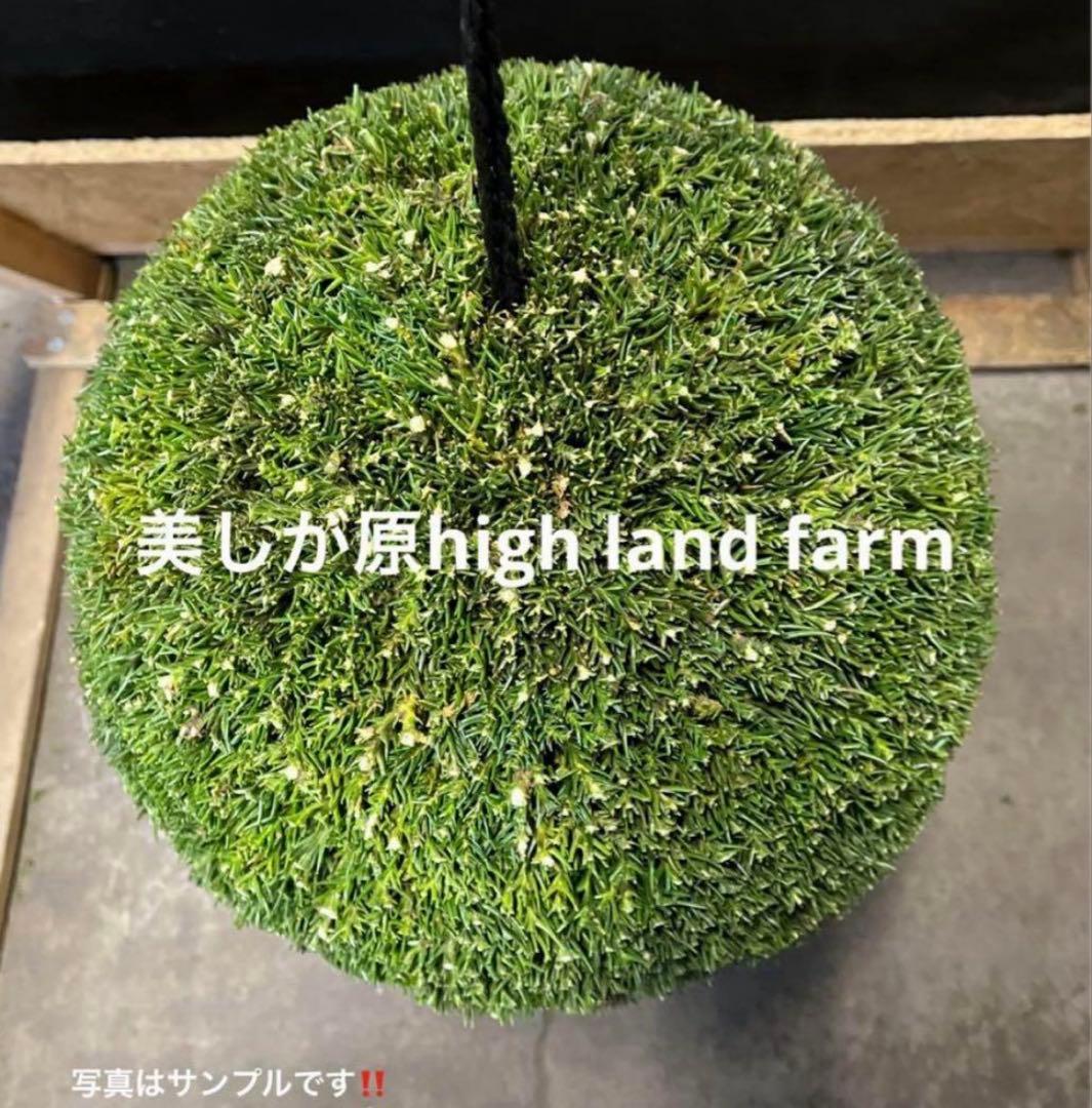 杉玉　約40センチ‼️お客様ご注文品♪