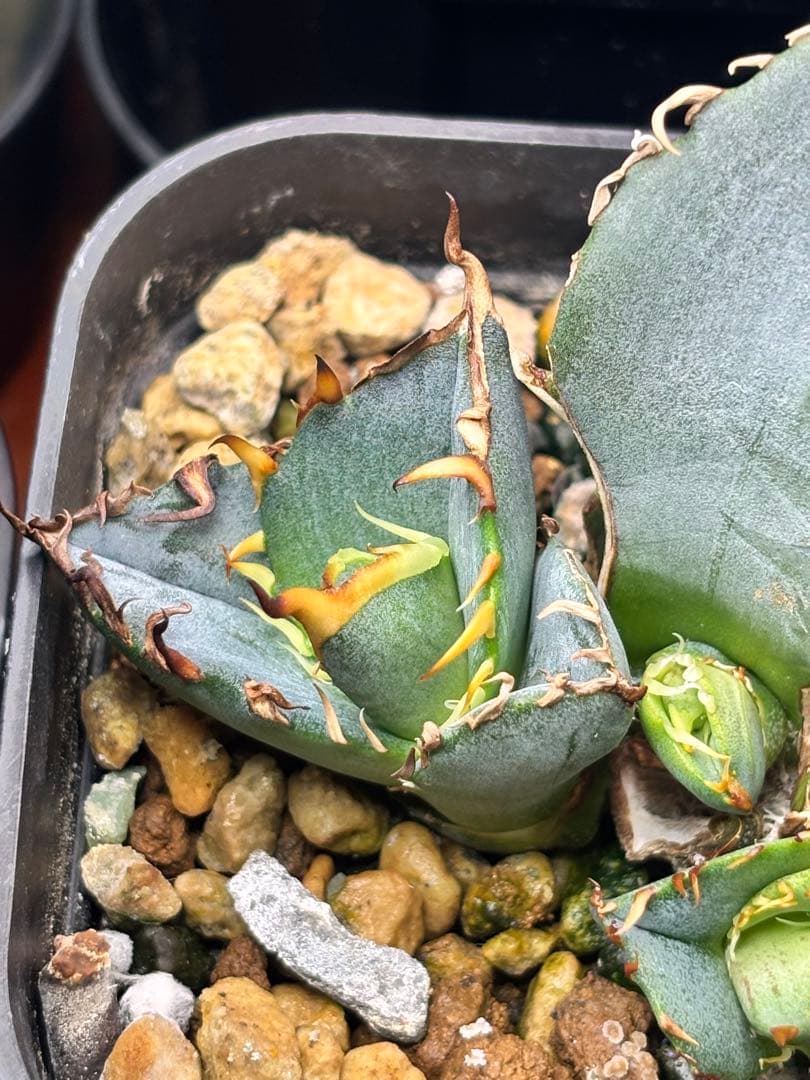 アガベ オテロイ ブルー 子株 強刺 連刺 青葉