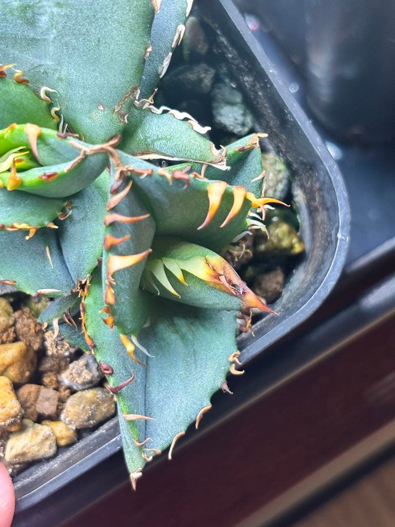 アガベ オテロイ ブルー 子株 強刺 連刺 青葉