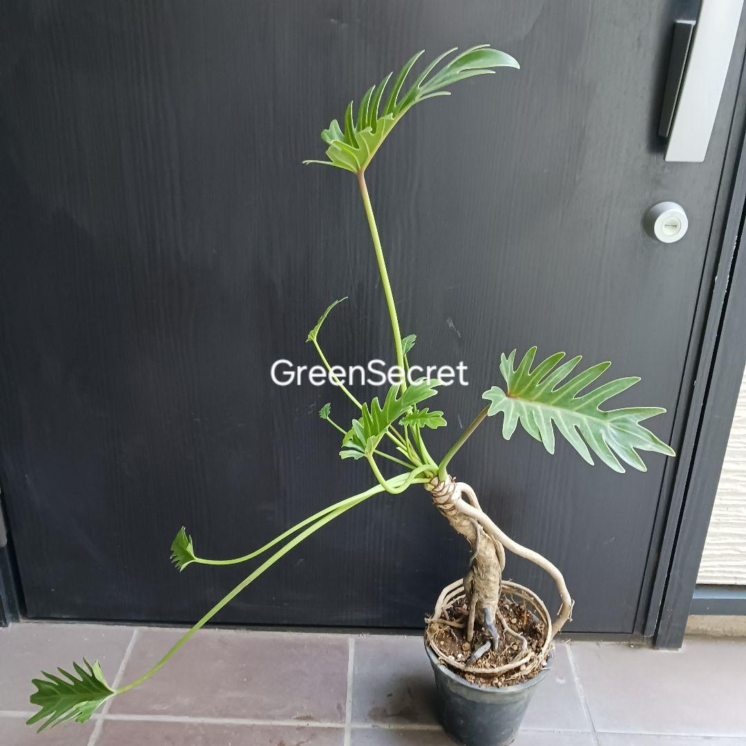 7 クッカバラ　5号　幹上がり　幹立ち　観葉植物　フィロデンドロン　ザナドゥ