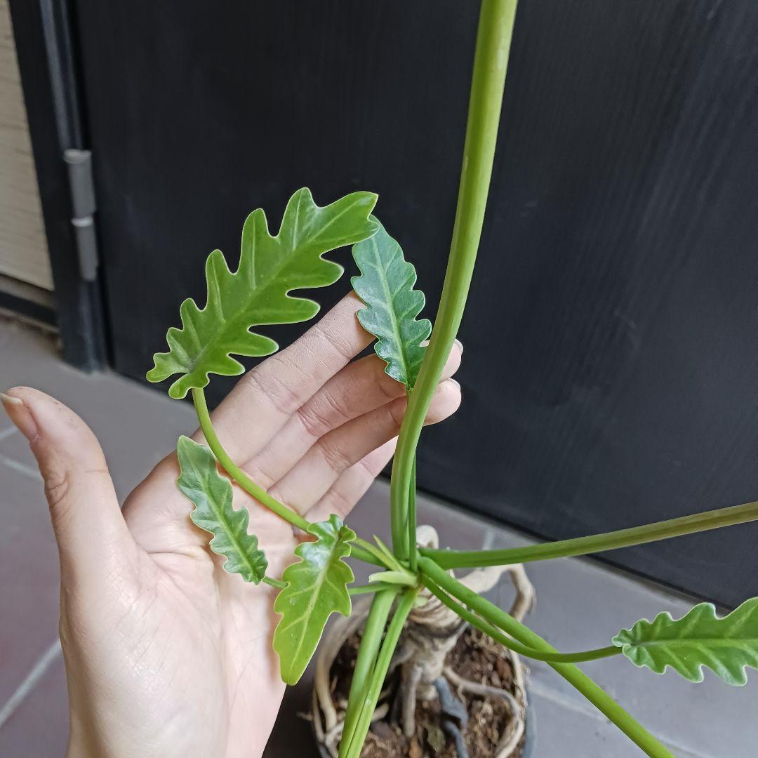 7 クッカバラ　5号　幹上がり　幹立ち　観葉植物　フィロデンドロン　ザナドゥ