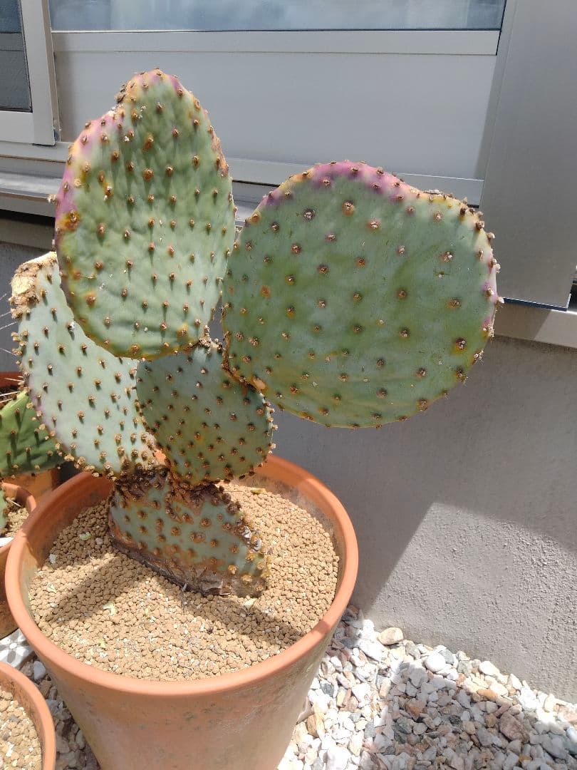 YUページです。