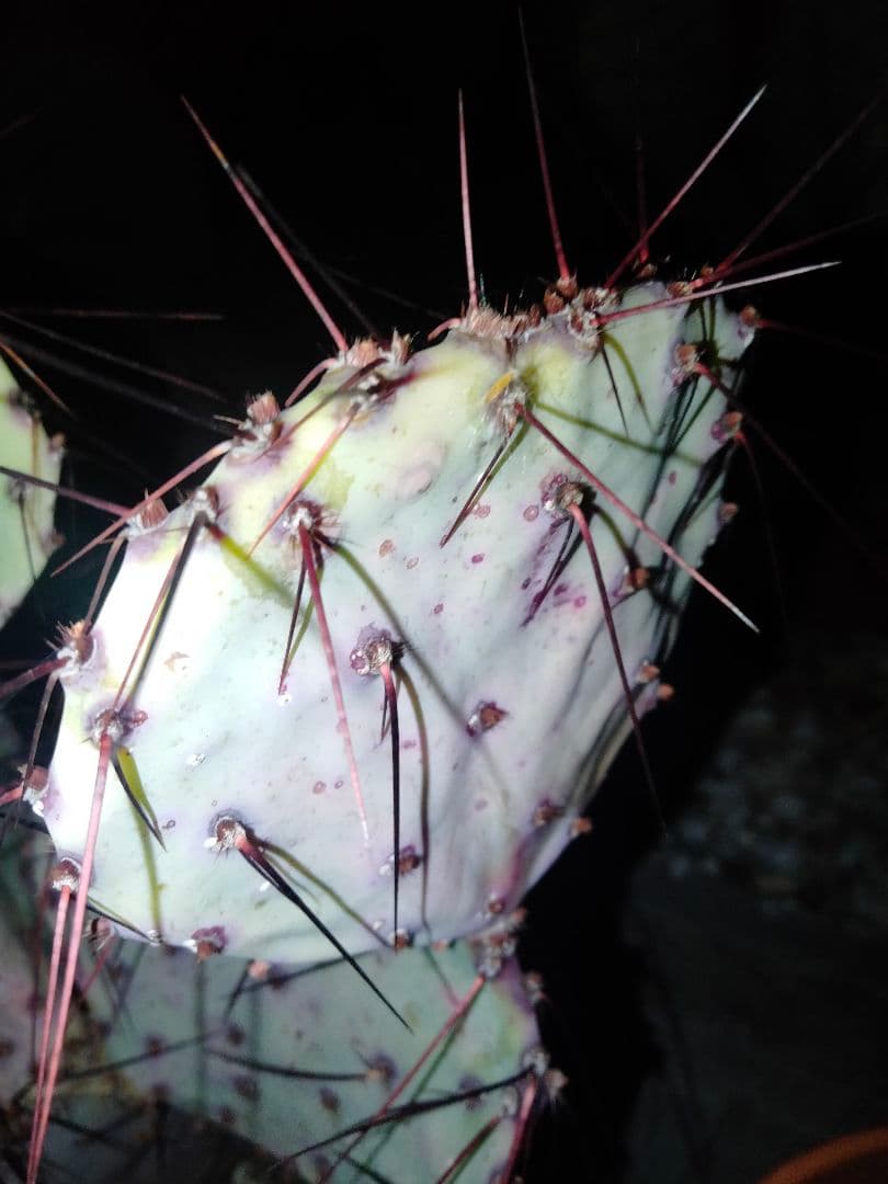 YUページです。