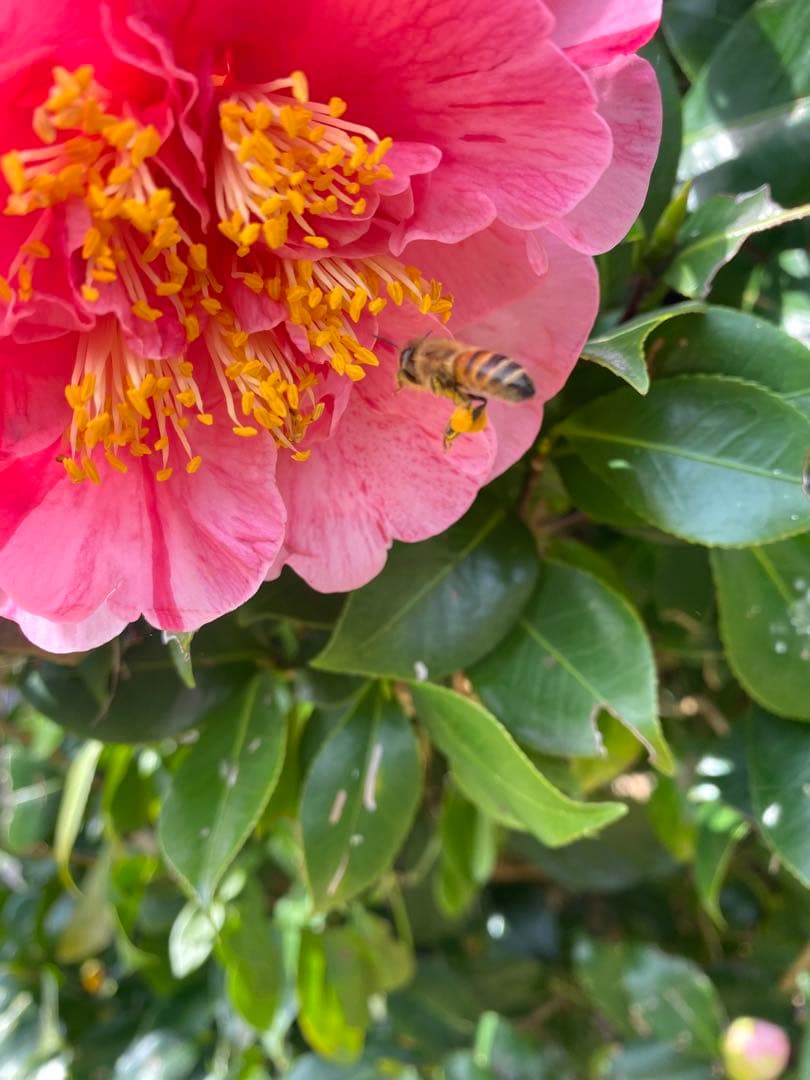 日本ミツバチ重箱式巣箱　飼育捕獲用