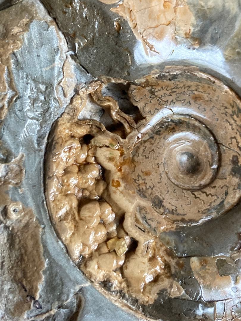 北海道　美品　結晶化したアンモナイト・ハウエリセラス　化石　最薄のアンモナイト