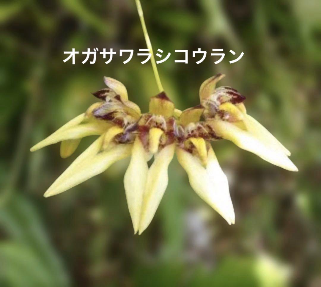 超希少種　　オガサワラシコウラン　小笠原シコウラン　洋蘭原種