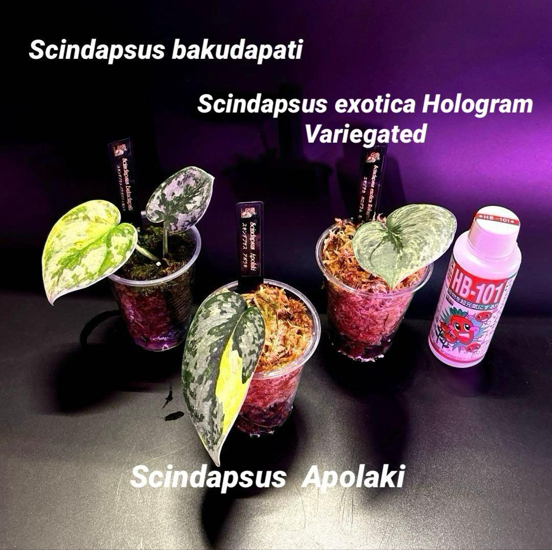 スキンダプサス　綺麗な斑入り　セット　B3