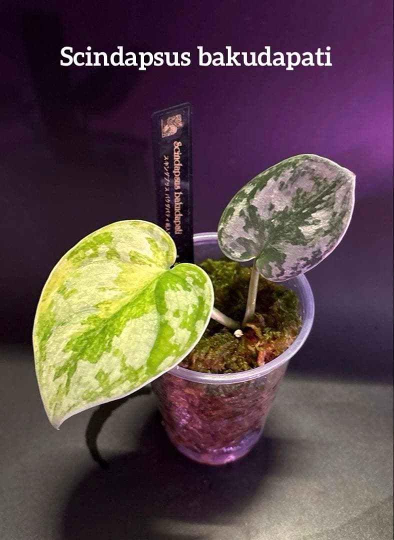 スキンダプサス　綺麗な斑入り　セット　B3