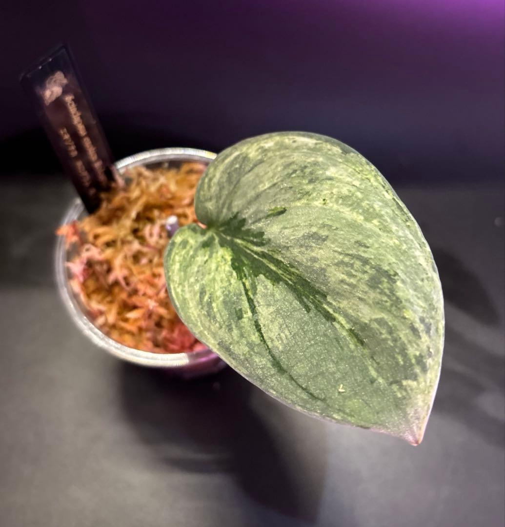 スキンダプサス　綺麗な斑入り　セット　B3