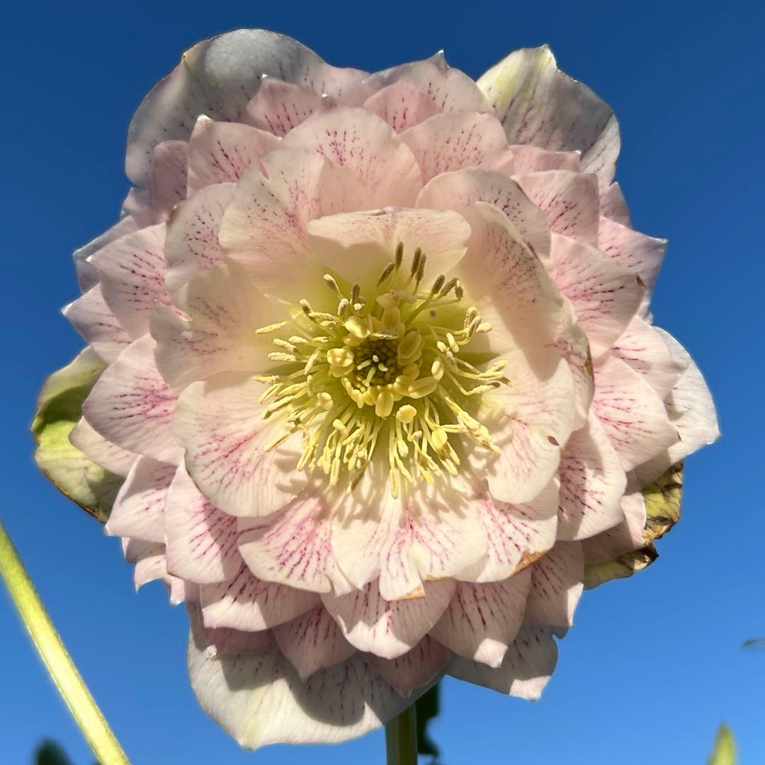超多弁ベイン✨輝くパステルピンク 広瀬園芸 クリスマスローズ 苗