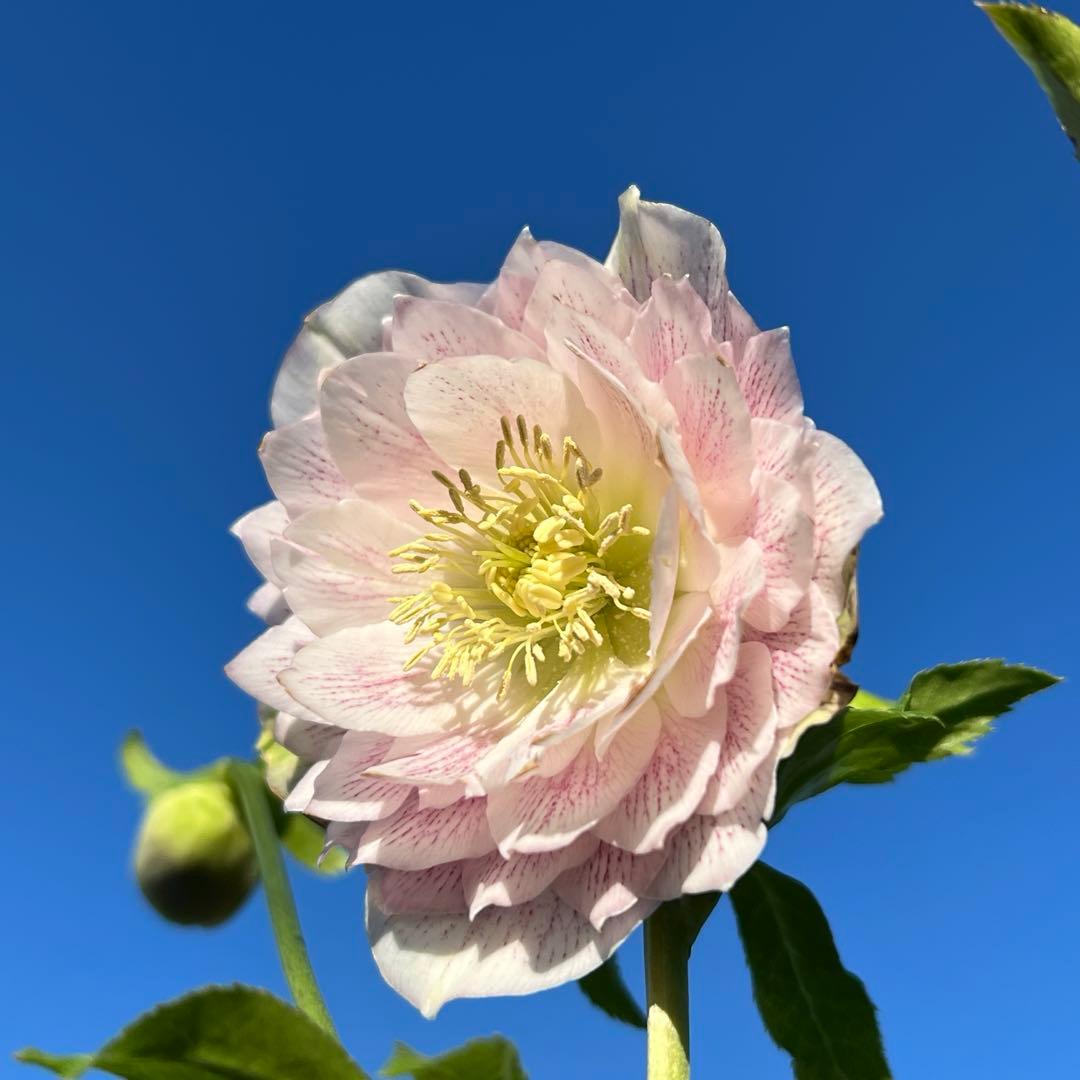 超多弁ベイン✨輝くパステルピンク 広瀬園芸 クリスマスローズ 苗