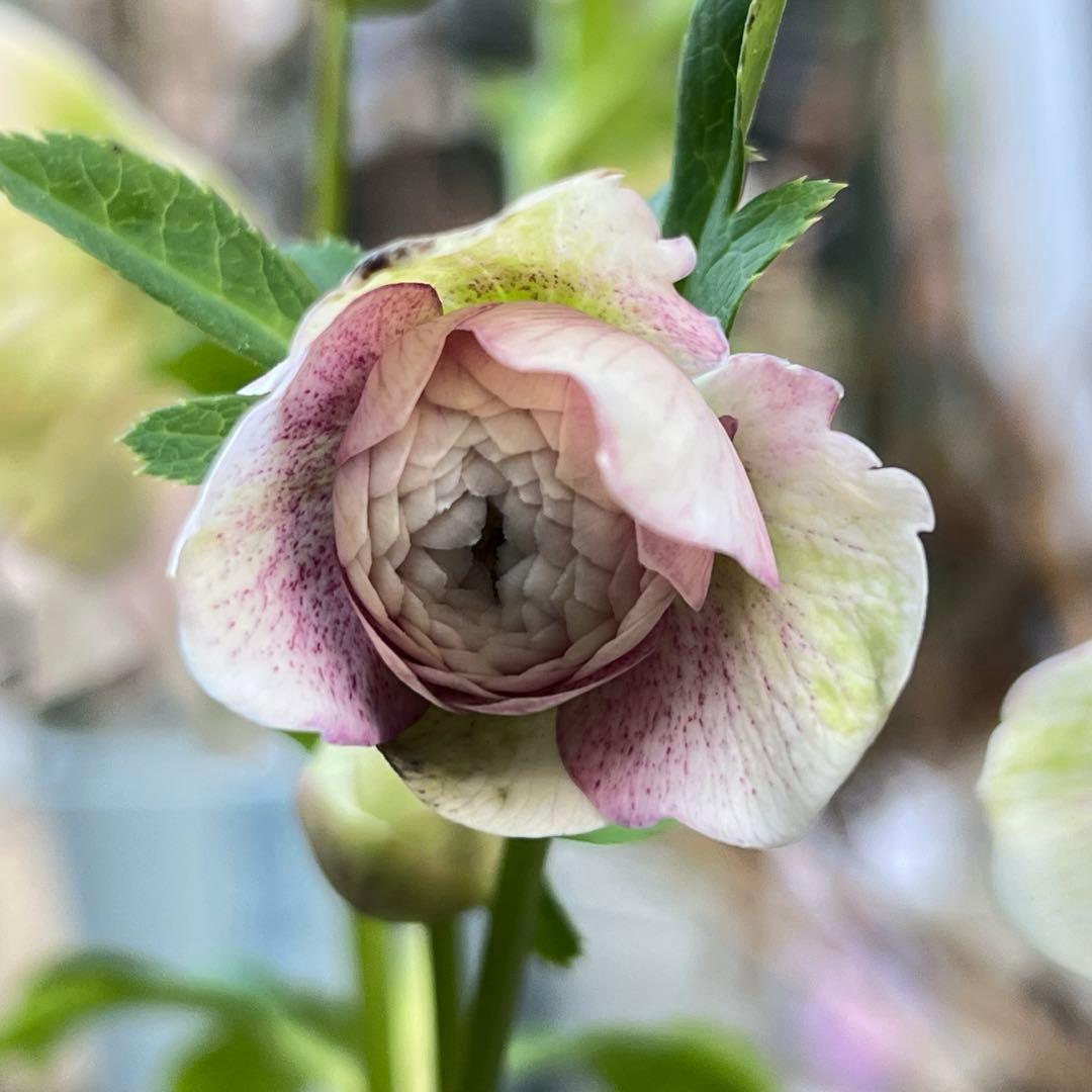 超多弁ベイン✨輝くパステルピンク 広瀬園芸 クリスマスローズ 苗