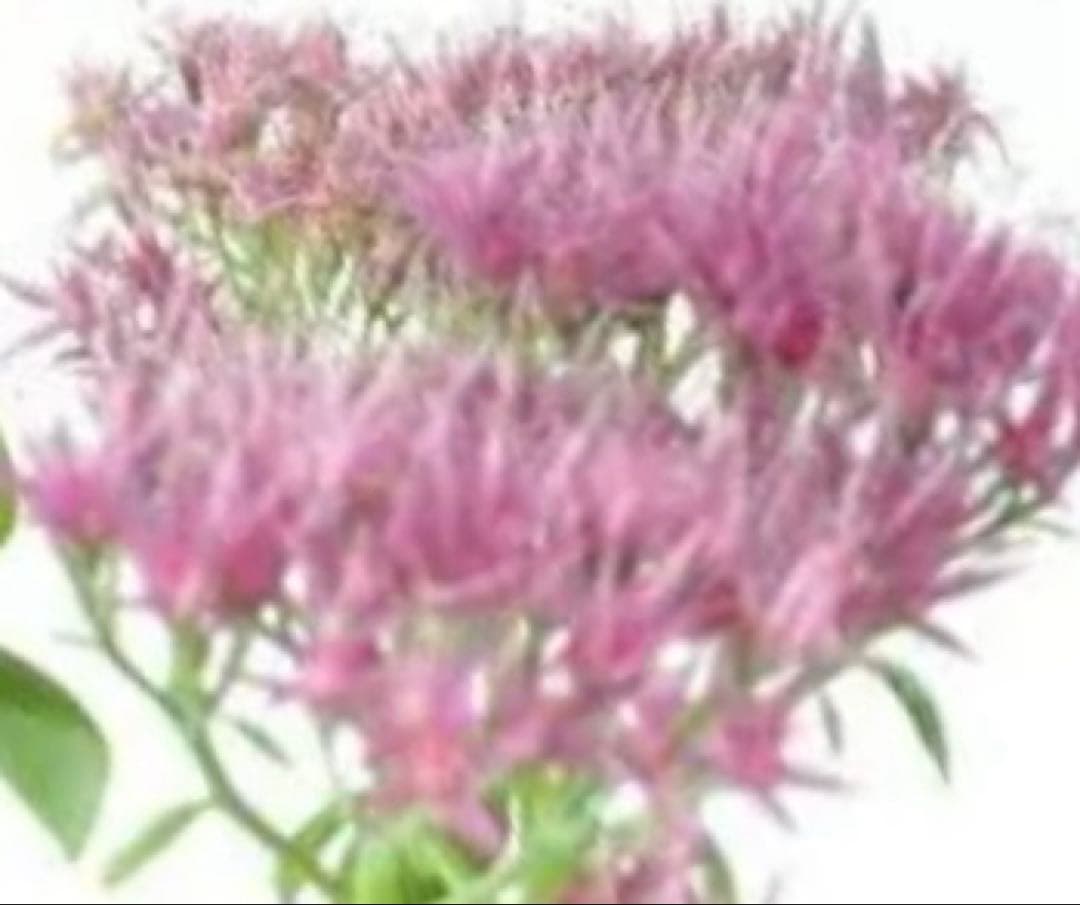 オオベンケイソウ（大弁慶草） 2鉢 もうすぐ開花 沢山の蕾付き 宅急便匿名発送