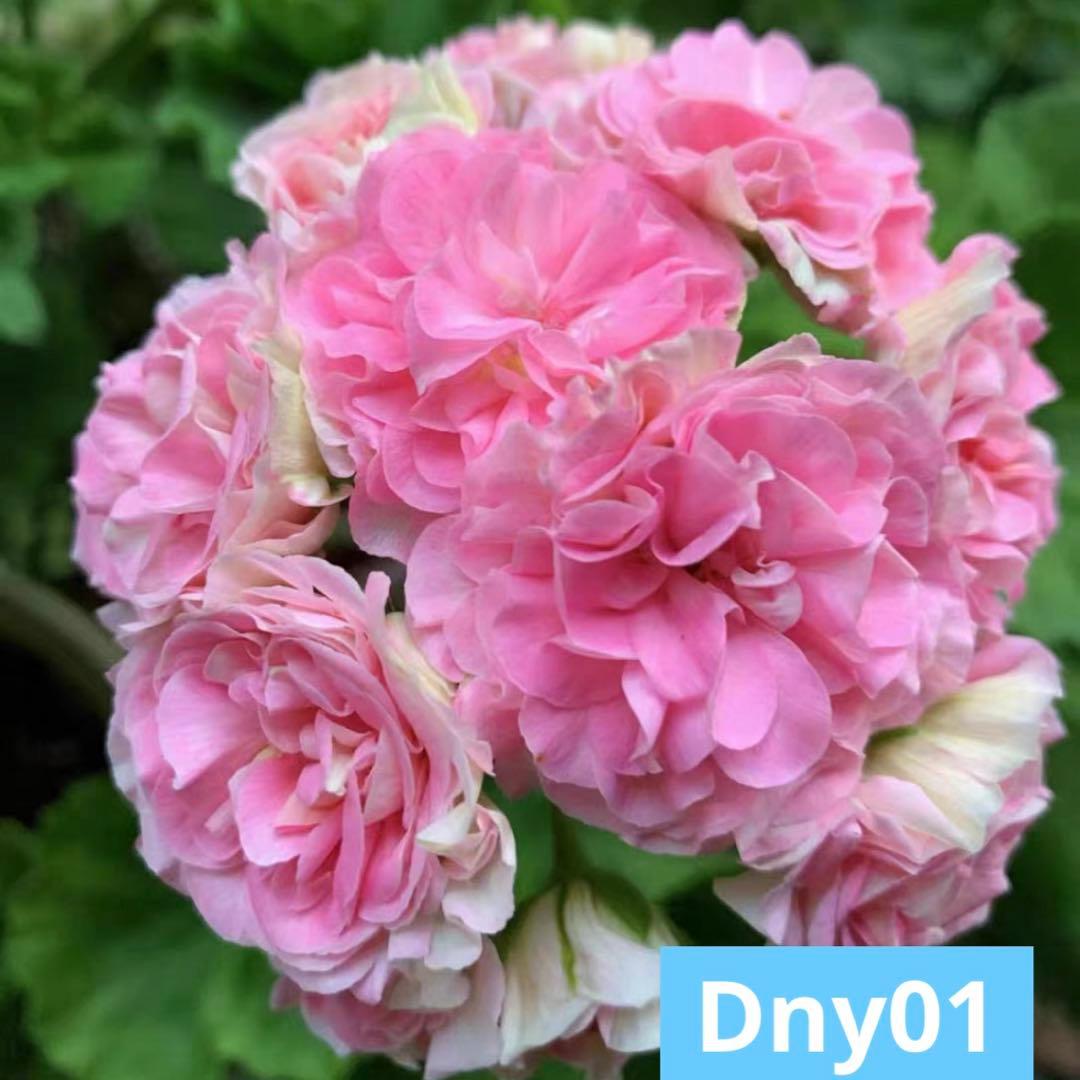 珍しい品種ゼラニウムDny01 レア品種ゼラニウム