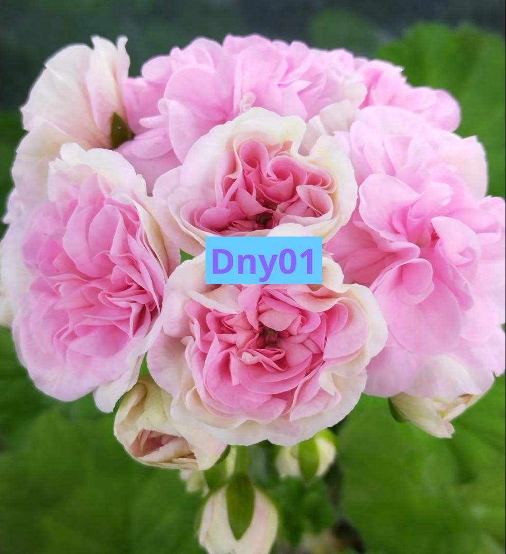 珍しい品種ゼラニウムDny01 レア品種ゼラニウム