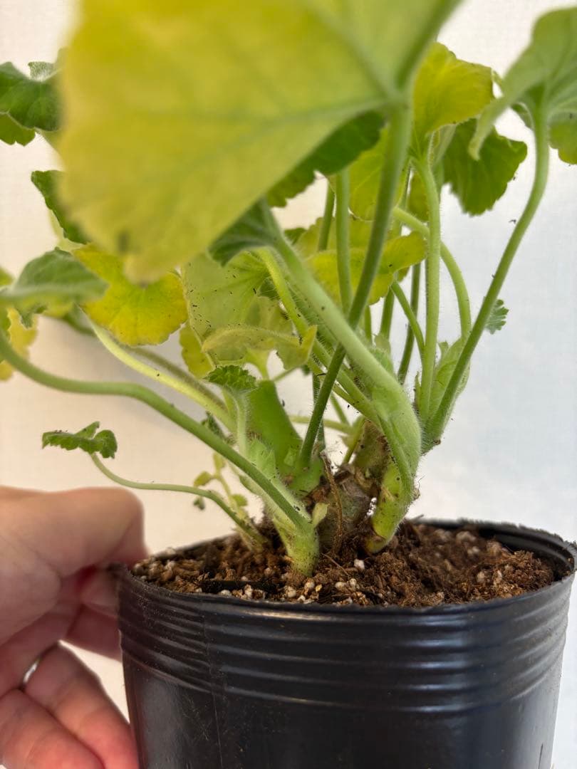 珍しい品種ゼラニウムDny01 レア品種ゼラニウム