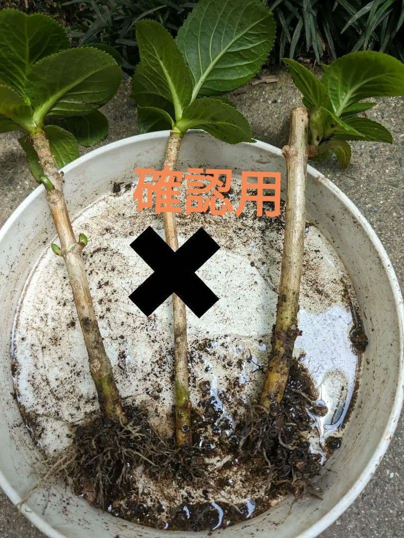 確認画像　八重咲きマジカル