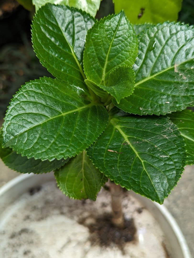 確認画像　八重咲きマジカル